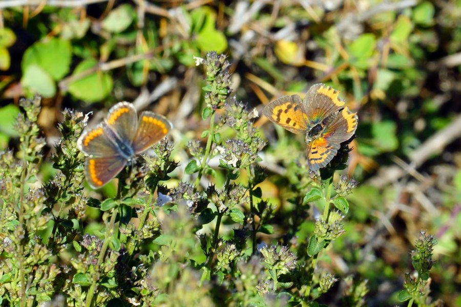 Aricia cramera  e  Lycaena phlaeas (Lycaenidae)